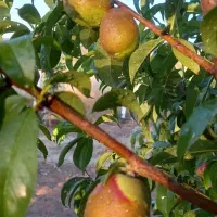 خانه باغ  ره شه دی