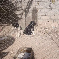 توله لاس|سگ|بن, |دیوار