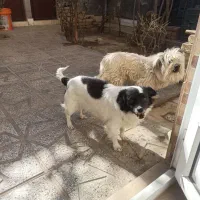 فروشی|سگ|شیروان (خراسان), |دیوار