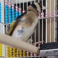 سهره سقا نر