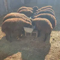تعداد بره ماده به فورش میرسه.و تعداد شون 12عدد|حیوانات مزرعه|نیشابور, دارایی|دیوار