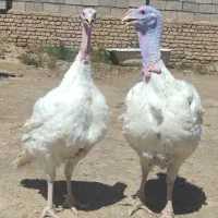 بوقلمون پروار ارگانیک