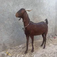 بز عدانی
