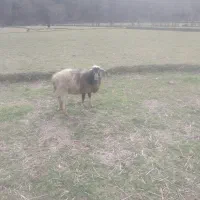 گوسفند. ماده فروشی