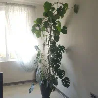 ۳ عدد گل اپارتمانی با گلدان