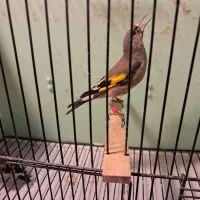 جوجه سهره های دورک فیروزکوه