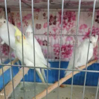 فروش. عروس هلندی  چهار عدد|پرنده|شهرکرد, |دیوار