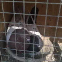 کفتر سینه ای|پرنده|شهریار, شهرک وائین|دیوار