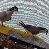 یه جفت نروماده دمگیر واز