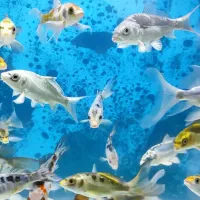 گله ماهی کوی|ماهی|تهران, شهرک دریا|دیوار