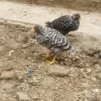 جوجه آمروک