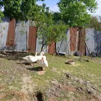 سه عدد غاز محلی