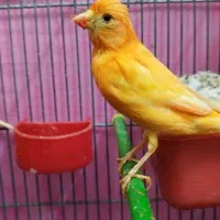 فروش یک جفت قناری لاکی نر وماده|پرنده|شیراز, شهرک پرواز|دیوار