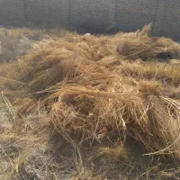 جارو شهرداری