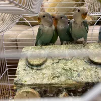 طوطی برزیلی|پرنده|تهران, ایوانک|دیوار