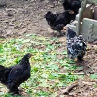 تعدادی مرغ کوشین به علت شلوغی|حیوانات مزرعه|رودبنه, |دیوار