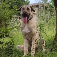 واگذاری ماده پژدر ،عراقی