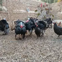 بوقلمون نر و ماده|حیوانات مزرعه|ساوه, |دیوار