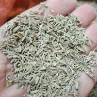 زیره سبز درجه یک