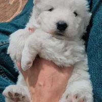 ساموئید های غول اصیل|سگ|تهران, صادقیه|دیوار