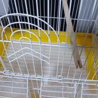 قفس|لوازم جانبی حیوانات|محمدشهر, محمدشهر|دیوار