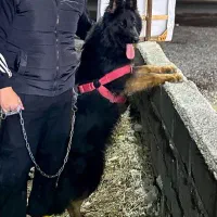 واگذاری سگ ژرمن شپرد