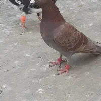 جوجه