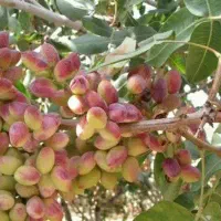 تولید و توزیع تخصصی نهال پسته ممتاز بذری
