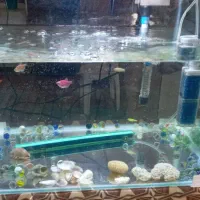 آکواریوم بزرگ