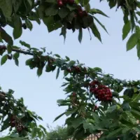 باغ-گیلاس-فردو
