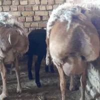 دوتامیش دوبرچینی شیردار