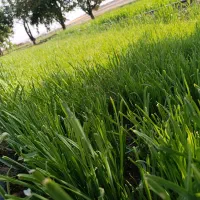 سبزیجات تره