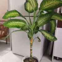 گل طبیعی دیفن باخیا