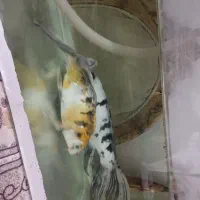 ماهی کوی