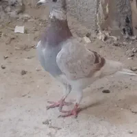 کبوتر پوس پیازی معامله معامله|پرنده|برازجان, |دیوار