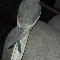 عروس هلندی نر|پرنده|سنگر, |دیوار