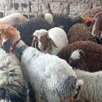انواع بره و بزغاله چاق برای نذری، قربونی، وعقیقع|حیوانات مزرعه|مسجد سلیمان, |دیوار