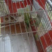 پرنده|پرنده|قدس, شهر‌قدس|دیوار