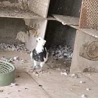 طوقی درجه یک|پرنده|کارون, |دیوار