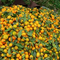 اجاره انواع میوه