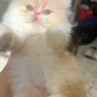 بچه گربه اگزوتیک