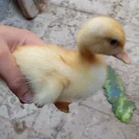 گلپایگانی|حیوانات مزرعه|چمران, |دیوار