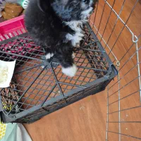 فروش سگ شیتزو پودل