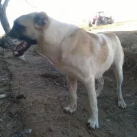 سگ گوجی|سگ|اسفراین, |دیوار