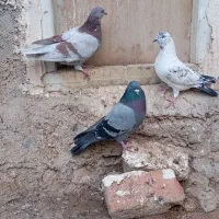 سلام خدمت تمام عشق بازان|پرنده|اردبیل, |دیوار