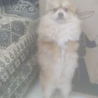 سلام سگ پامرخرسی نر  به علت جابجایی دارم میفروشم|سگ|پرند, فاز ۶|دیوار