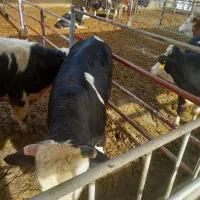 پروار سمینتال