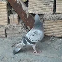 کفتر.   سبز.|پرنده|بیرجند, |دیوار