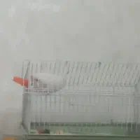 همستر سوری ماده|موش و خرگوش|تهران, مختاری|دیوار