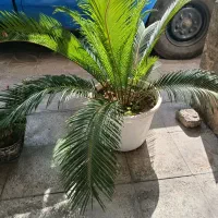 گل سیکاس